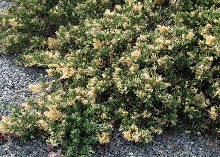 Juniperus chinensis 'Expansa Variegata' (Jałowiec chiński 'Expansa Variegata')