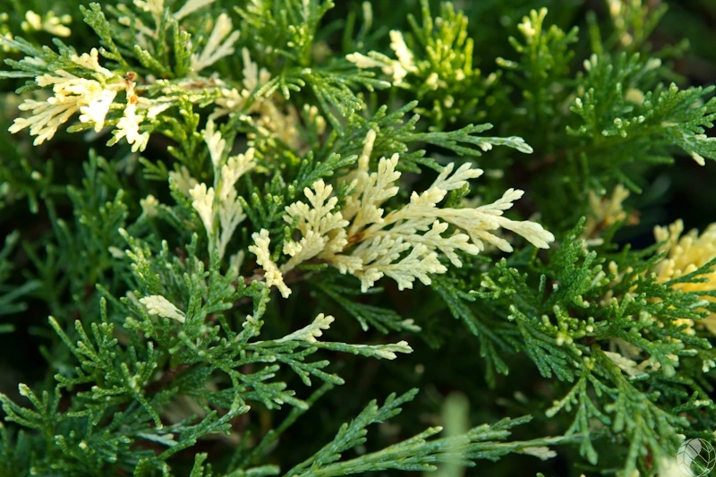 Juniperus chinensis 'Expansa Variegata' (Jałowiec chiński 'Expansa Variegata')