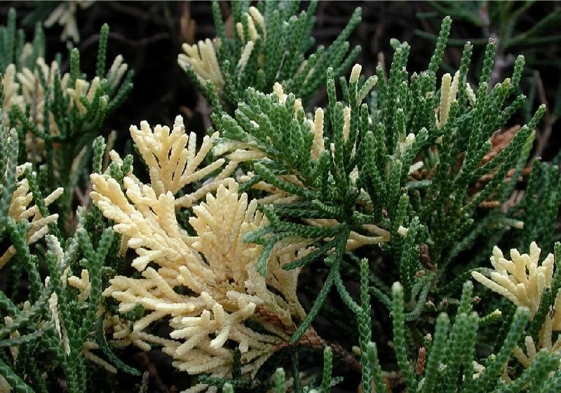 Juniperus chinensis 'Expansa Variegata' (Jałowiec chiński 'Expansa Variegata')