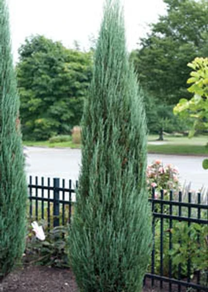 Juniperus scopulorum 'Blue Arrow' (Jałowiec skalny 'Blue Arrow')