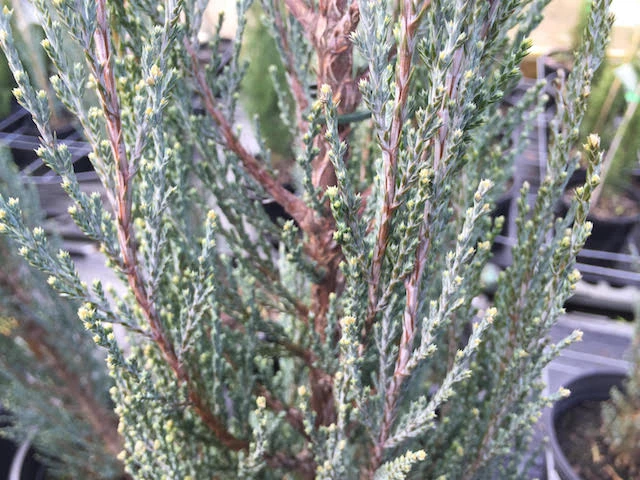 Juniperus scopulorum 'Blue Arrow' (Jałowiec skalny 'Blue Arrow')