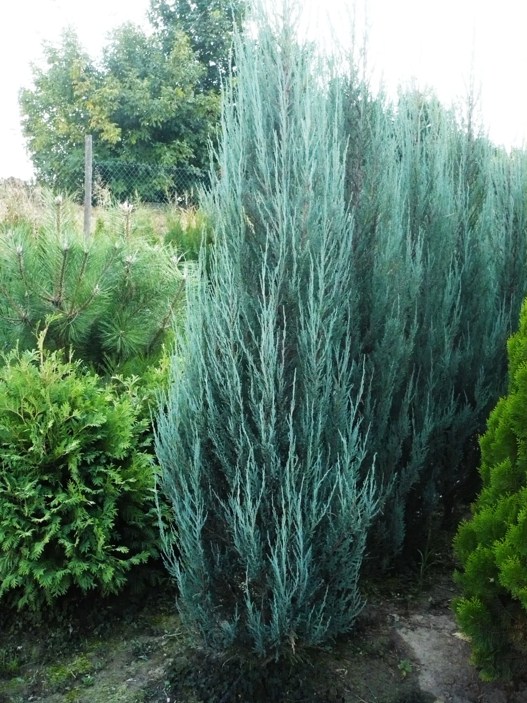 Juniperus scopulorum 'Blue Arrow' (Jałowiec skalny 'Blue Arrow')