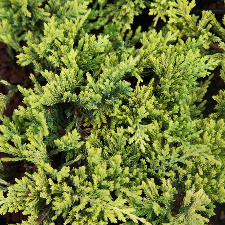 Juniperus horizontalis 'Golden Carpet' (Jałowiec płożący 'Golden Carpet')