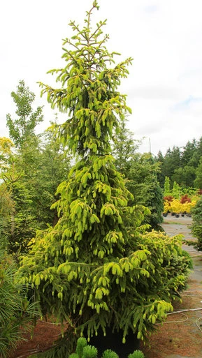 Picea abies 'Aurea' (Świerk pospolity 'Aurea')