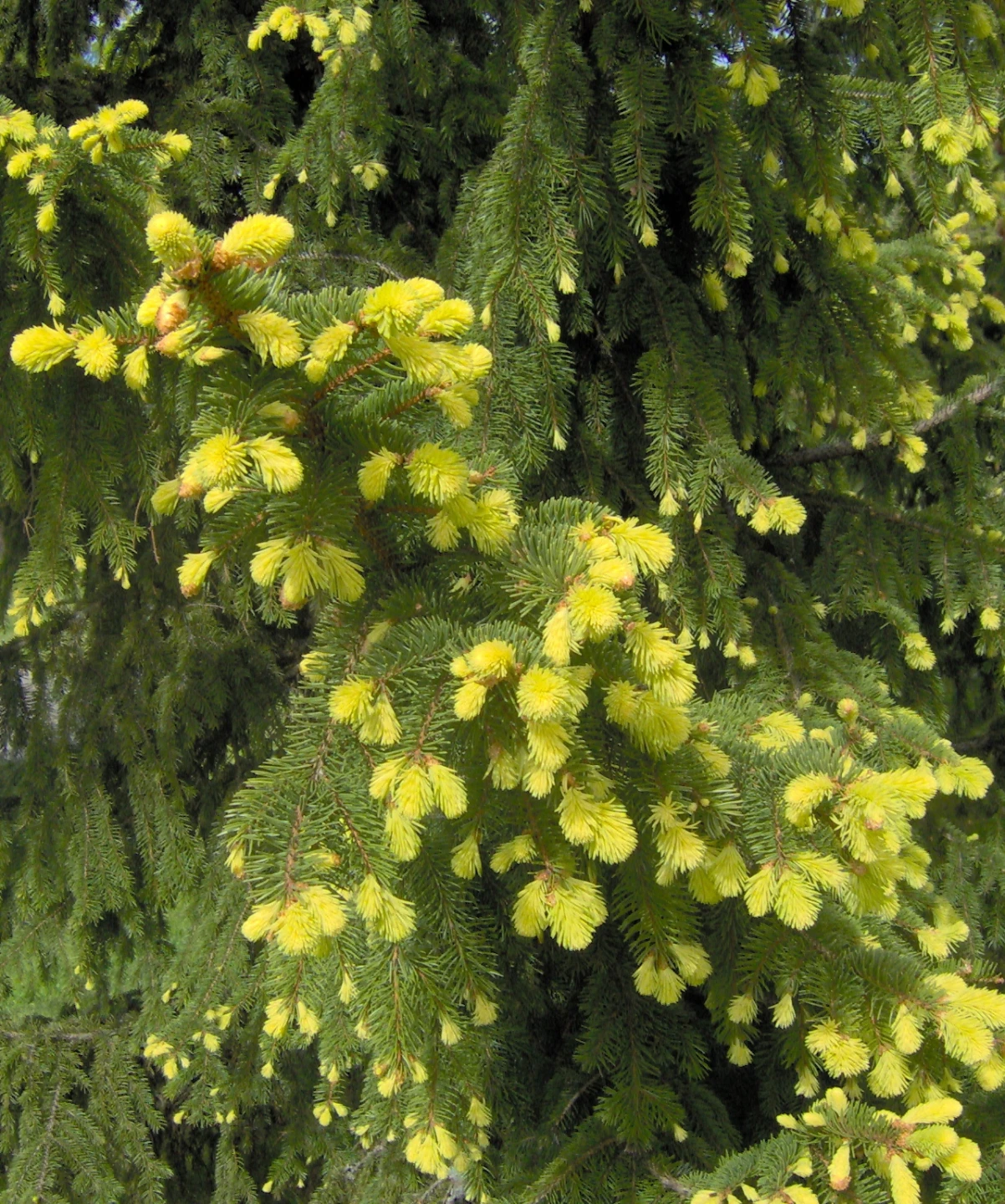 Picea abies 'Aurea' (Świerk pospolity 'Aurea')