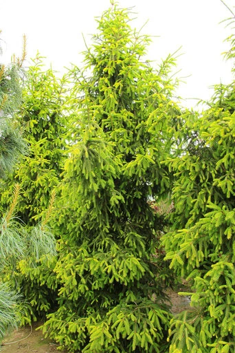 Picea abies 'Aurea' (Świerk pospolity 'Aurea')