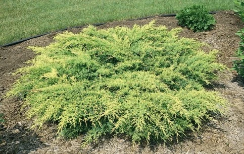 Juniperus ×pfitzeriana 'Gold Star'(Jałowiec Pfitzera 'Gold Star')