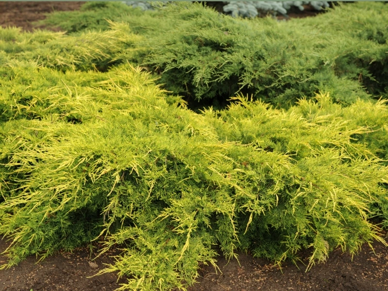 Juniperus ×pfitzeriana 'Gold Star'(Jałowiec Pfitzera 'Gold Star')