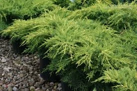 Juniperus ×pfitzeriana 'Gold Star'(Jałowiec Pfitzera 'Gold Star')