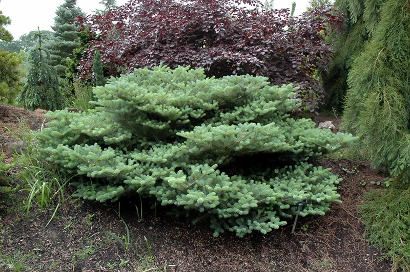 Abies koreana 'Blauer Pfiff' (Jodła koreańska 'Blauer Pfiff')