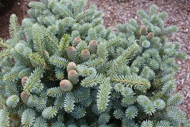 Abies koreana 'Blauer Pfiff' (Jodła koreańska 'Blauer Pfiff')