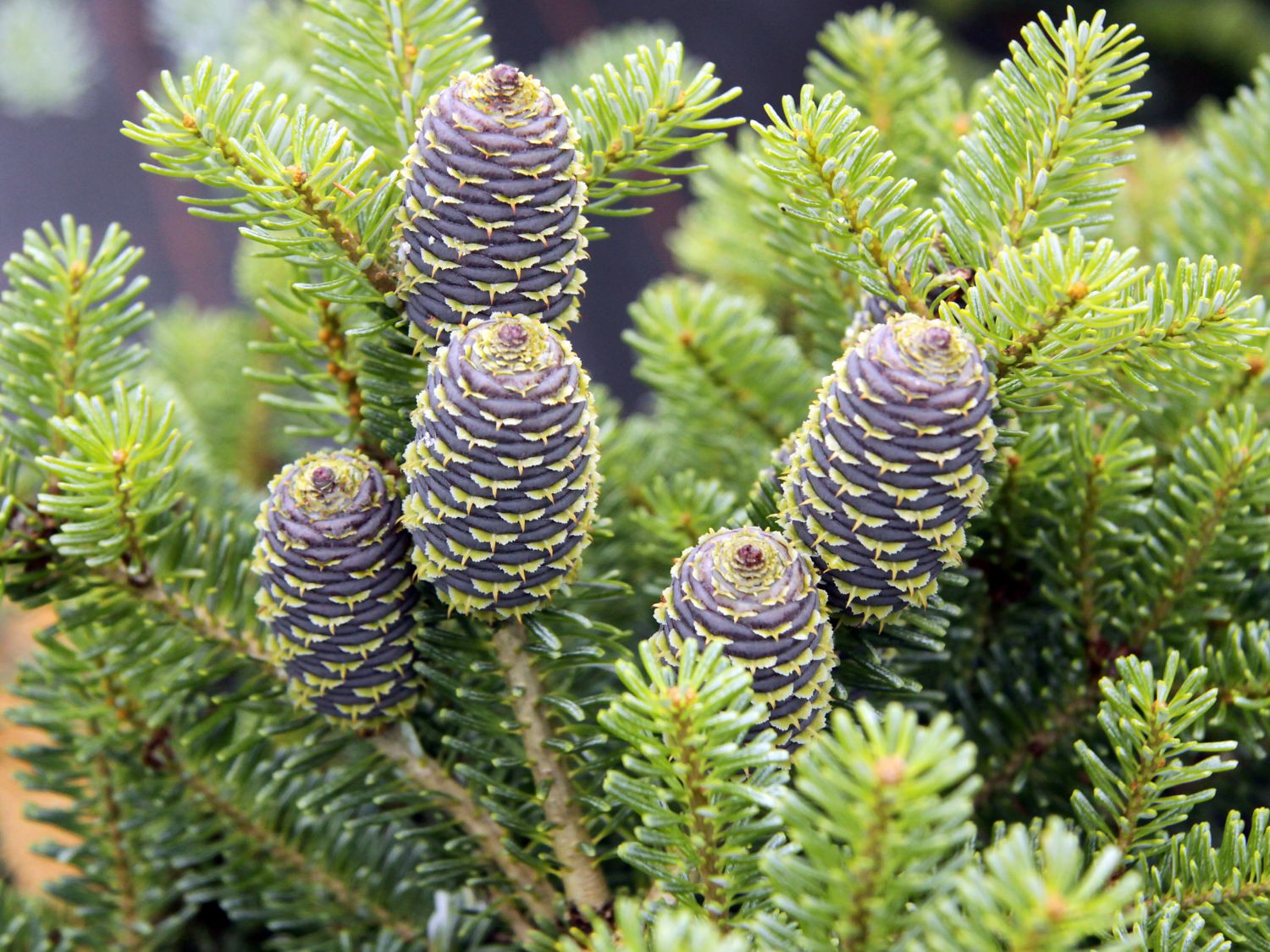 Abies koreana 'Blauer Pfiff' (Jodła koreańska 'Blauer Pfiff')