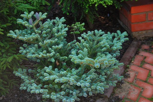 Abies koreana 'Blauer Pfiff' (Jodła koreańska 'Blauer Pfiff')