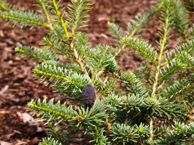 Abies koreana 'Blauer Pfiff' (Jodła koreańska 'Blauer Pfiff')