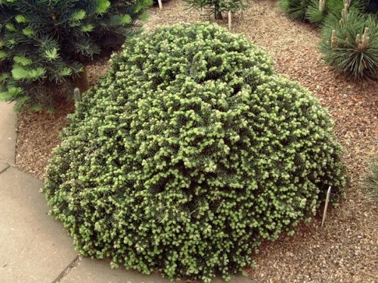 Abies koreana 'Cis' (Jodła koreańska 'Cis')