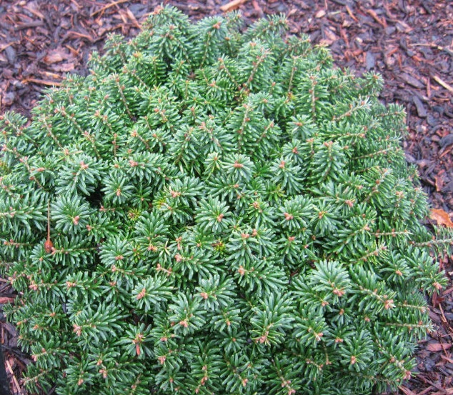 Abies koreana 'Cis' (Jodła koreańska 'Cis')