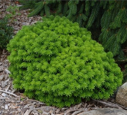 Abies koreana 'Cis' (Jodła koreańska 'Cis')