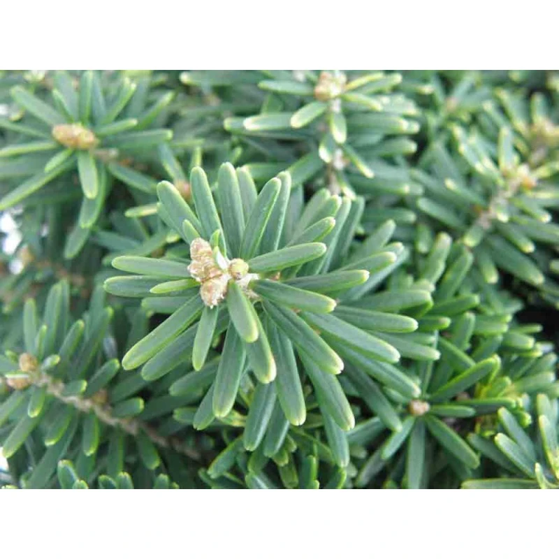 Abies koreana 'Cis' (Jodła koreańska 'Cis')