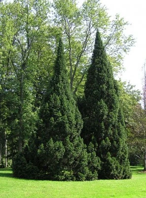 Abies alba 'Pyramidalis' (Jodła pospolita 'Pyramidalis')