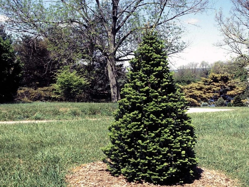 Abies alba 'Pyramidalis' (Jodła pospolita 'Pyramidalis')