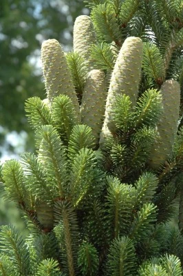 Abies alba 'Pyramidalis' (Jodła pospolita 'Pyramidalis')