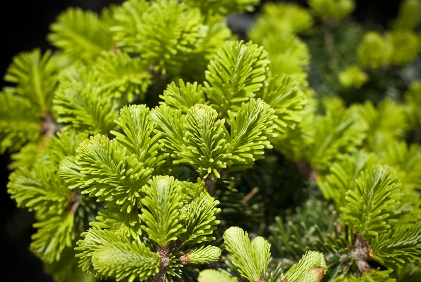 Abies alba 'Pyramidalis' (Jodła pospolita 'Pyramidalis')