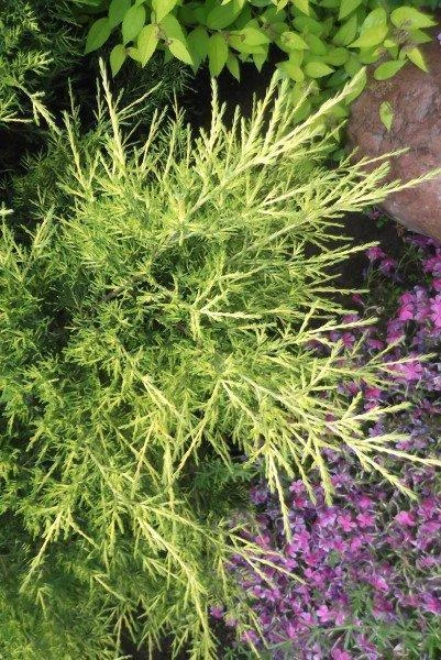 Juniperus chinensis 'Kuriwao Gold' (Jałowiec chiński 'Kuriwao Gold')