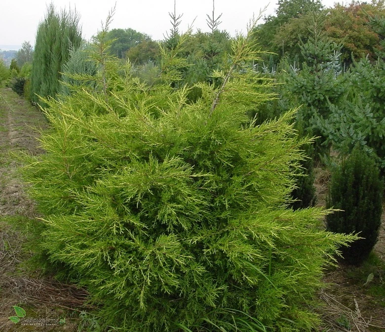 Juniperus chinensis 'Kuriwao Gold' (Jałowiec chiński 'Kuriwao Gold')