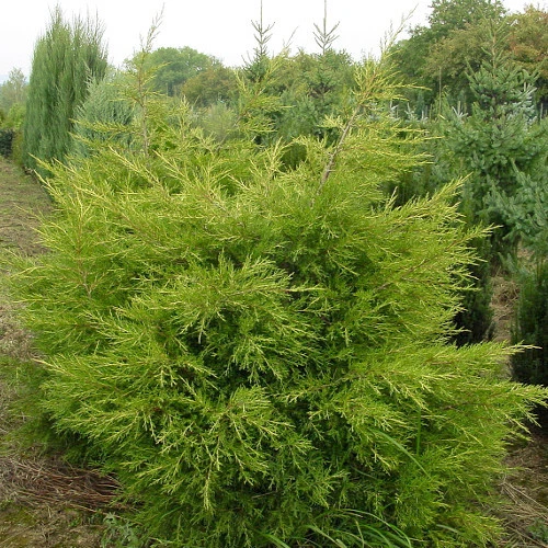 Juniperus chinensis 'Kuriwao Gold' (Jałowiec chiński 'Kuriwao Gold')