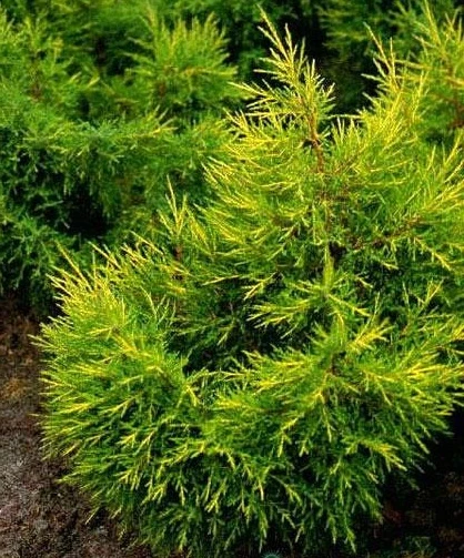 Juniperus chinensis 'Kuriwao Gold' (Jałowiec chiński 'Kuriwao Gold')