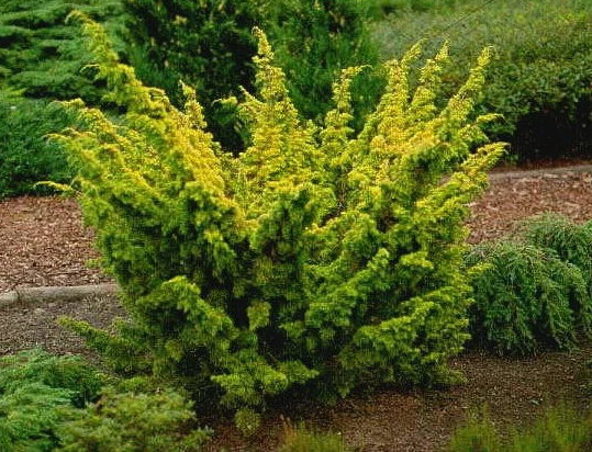 Juniperus chinensis 'Plumosa Aurea' (Jałowiec chiński 'Plumosa Aurea')