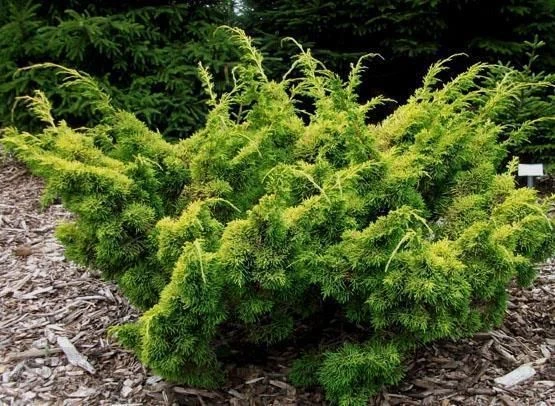 Juniperus chinensis 'Plumosa Aurea' (Jałowiec chiński 'Plumosa Aurea')