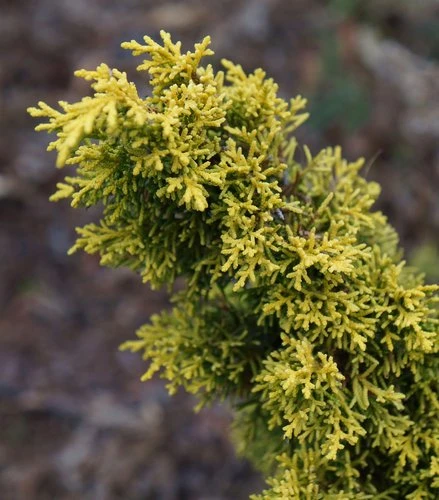 Juniperus chinensis 'Plumosa Aurea' (Jałowiec chiński 'Plumosa Aurea')