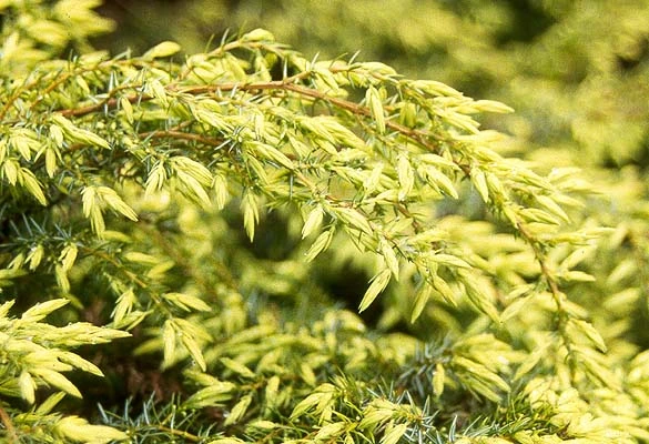 Juniperus communis 'Depressa Aurea' (Jałowiec pospolity 'Depressa Aurea')