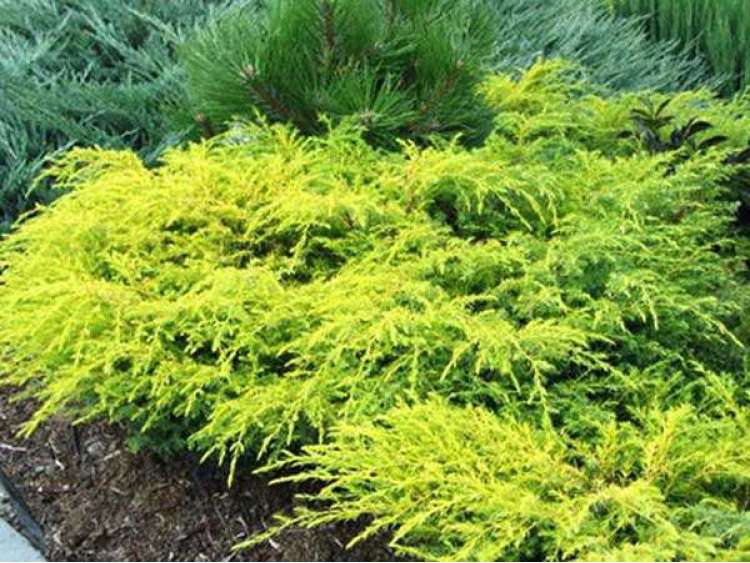 Juniperus communis 'Depressa Aurea' (Jałowiec pospolity 'Depressa Aurea')
