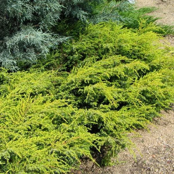 Juniperus communis 'Depressa Aurea' (Jałowiec pospolity 'Depressa Aurea')