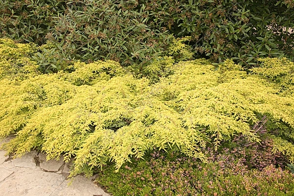 Juniperus communis 'Depressa Aurea' (Jałowiec pospolity 'Depressa Aurea')