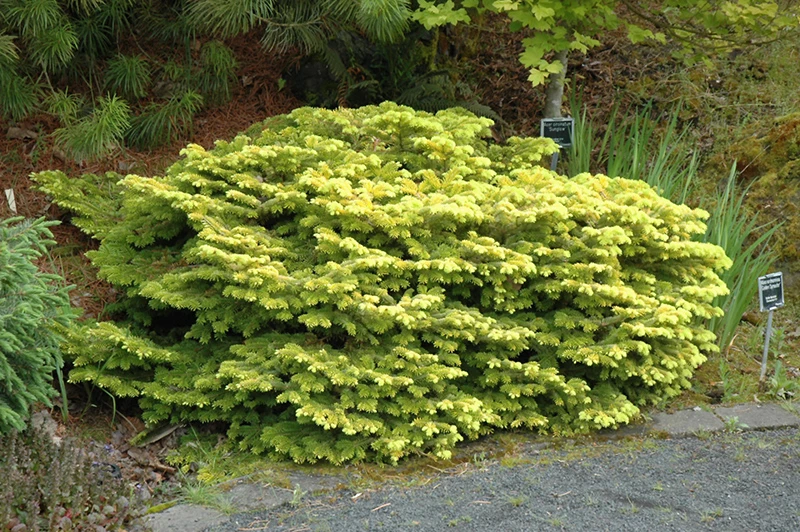 Abies nordmanniana 'Golden Spreader' (Jodła kaukaska 'Golden Spreader')