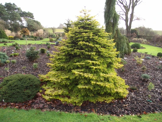 Abies nordmanniana 'Golden Spreader' (Jodła kaukaska 'Golden Spreader')