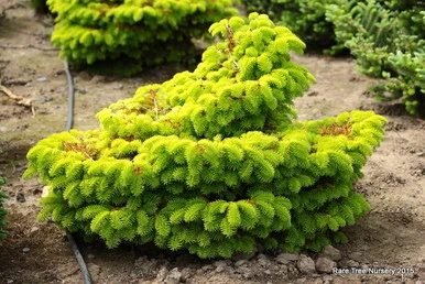 Abies nordmanniana 'Golden Spreader' (Jodła kaukaska 'Golden Spreader')