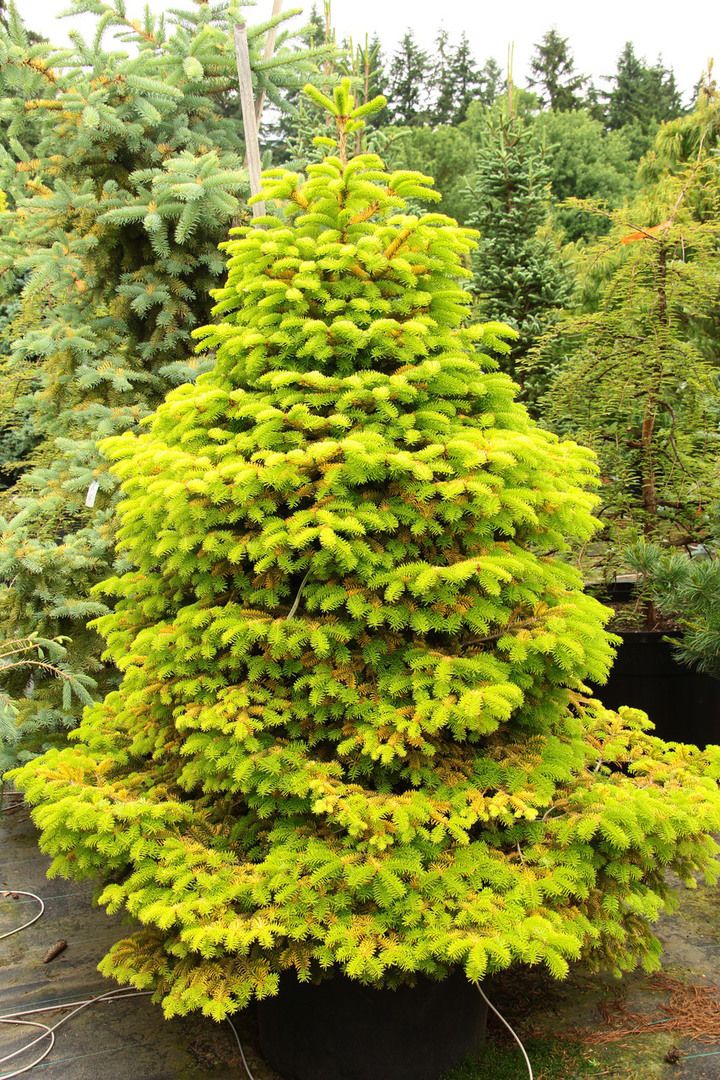 Abies nordmanniana 'Golden Spreader' (Jodła kaukaska 'Golden Spreader')