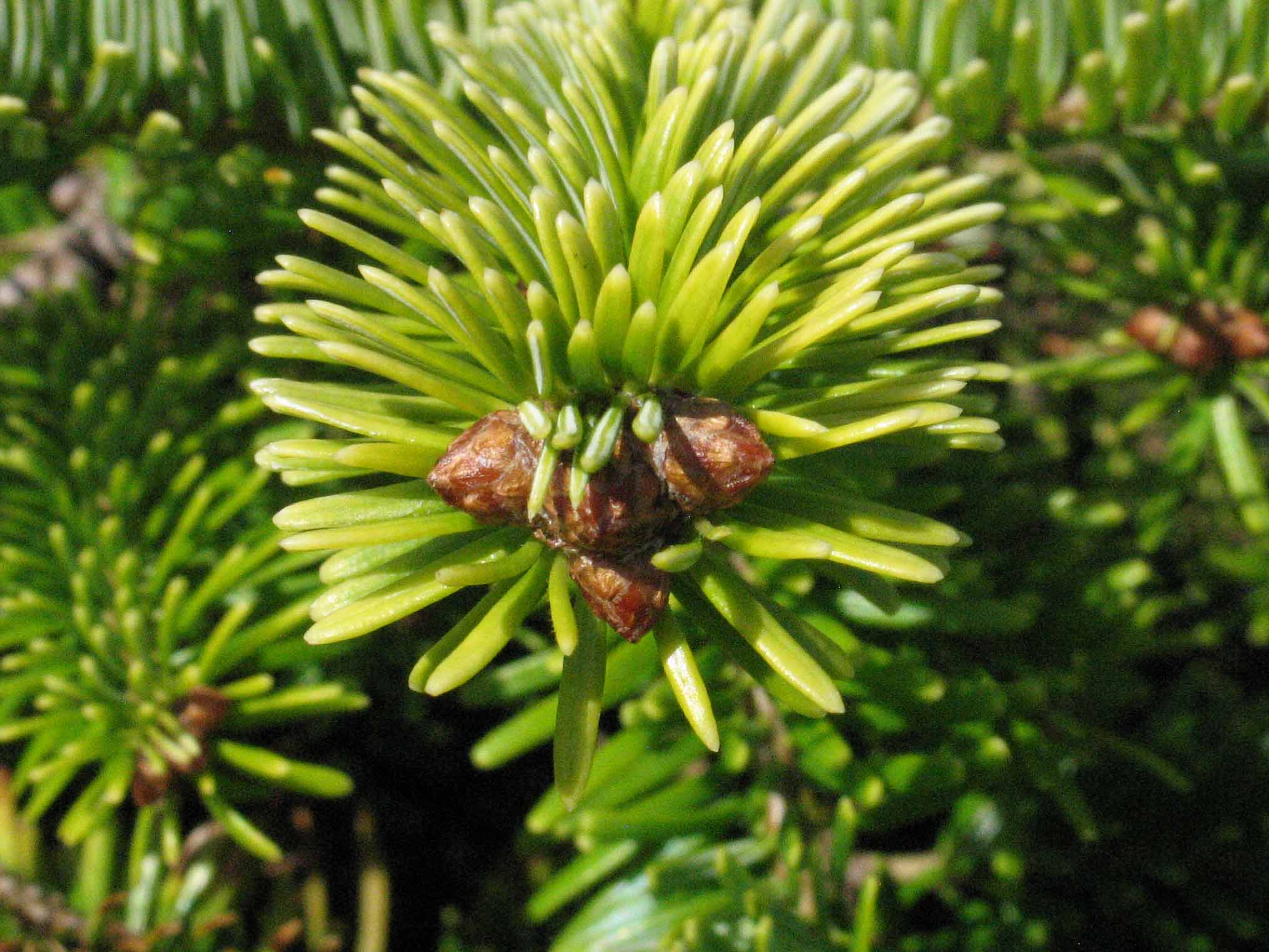 Abies nordmanniana 'Golden Spreader' (Jodła kaukaska 'Golden Spreader')