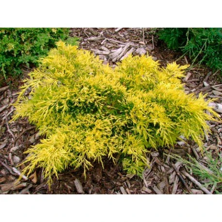 Juniperus communis 'Goldschatz' (Jałowiec pospolity 'Goldschatz')