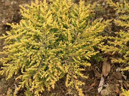Juniperus communis 'Goldschatz' (Jałowiec pospolity 'Goldschatz')