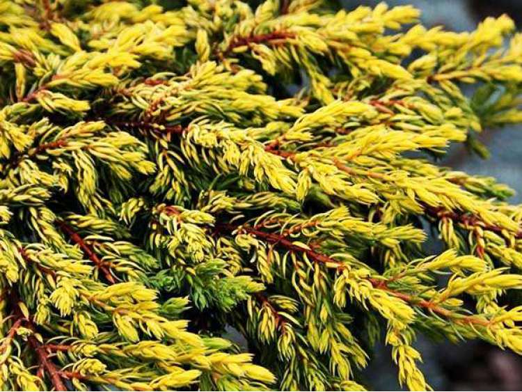 Juniperus communis 'Goldschatz' (Jałowiec pospolity 'Goldschatz')