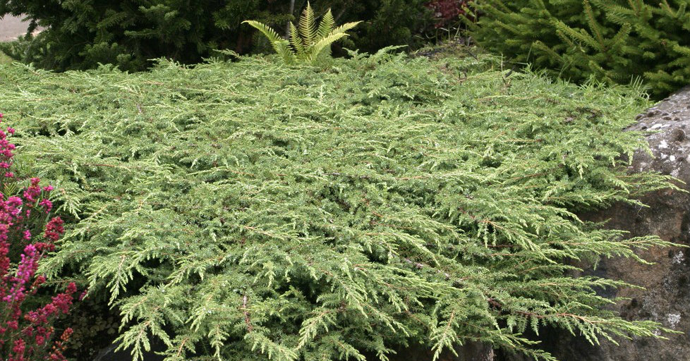 Juniperus communis 'Green Carpet' (Jałowiec pospolity 'Green Carpet')