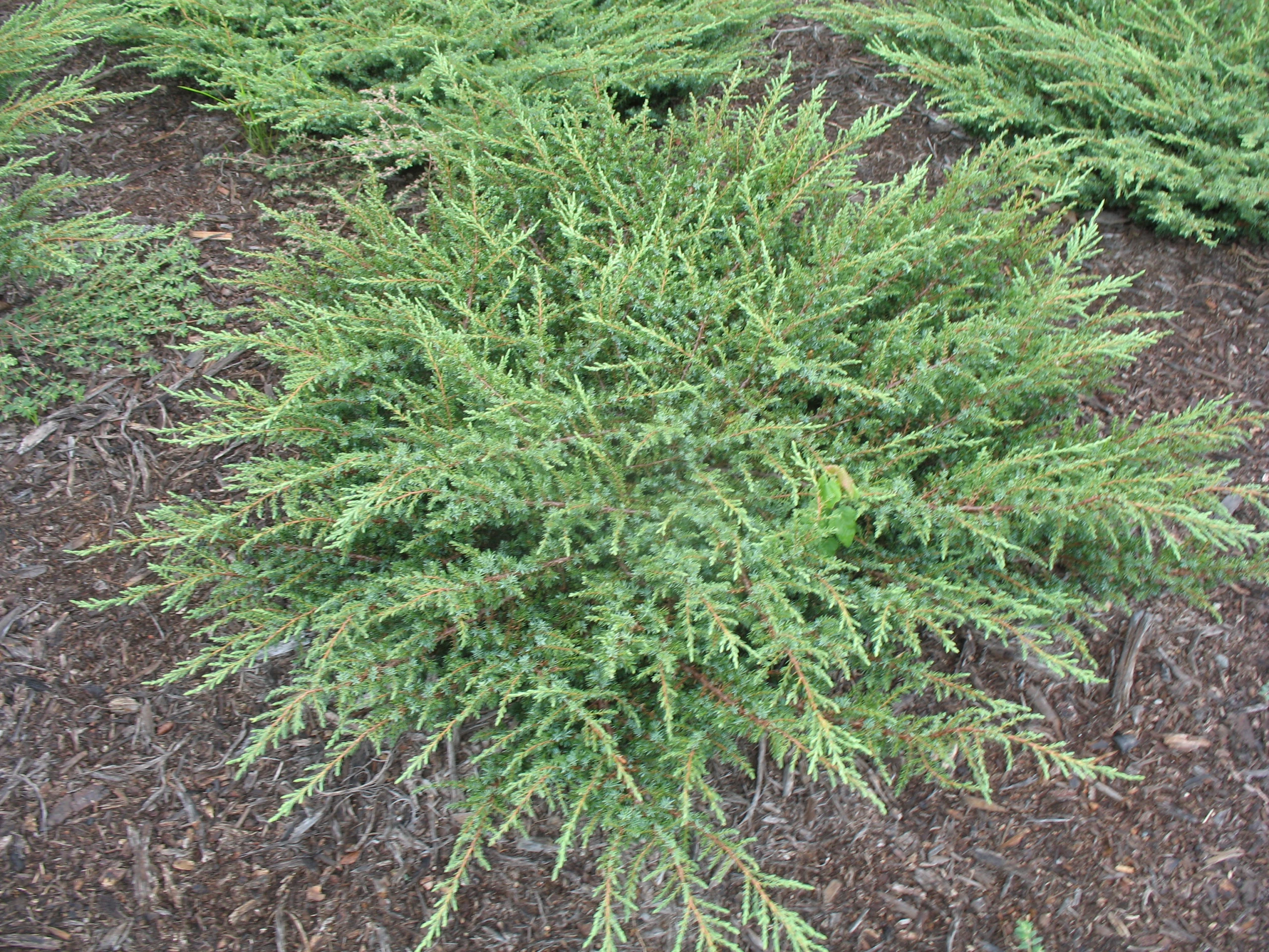 Juniperus communis 'Green Carpet' (Jałowiec pospolity 'Green Carpet')