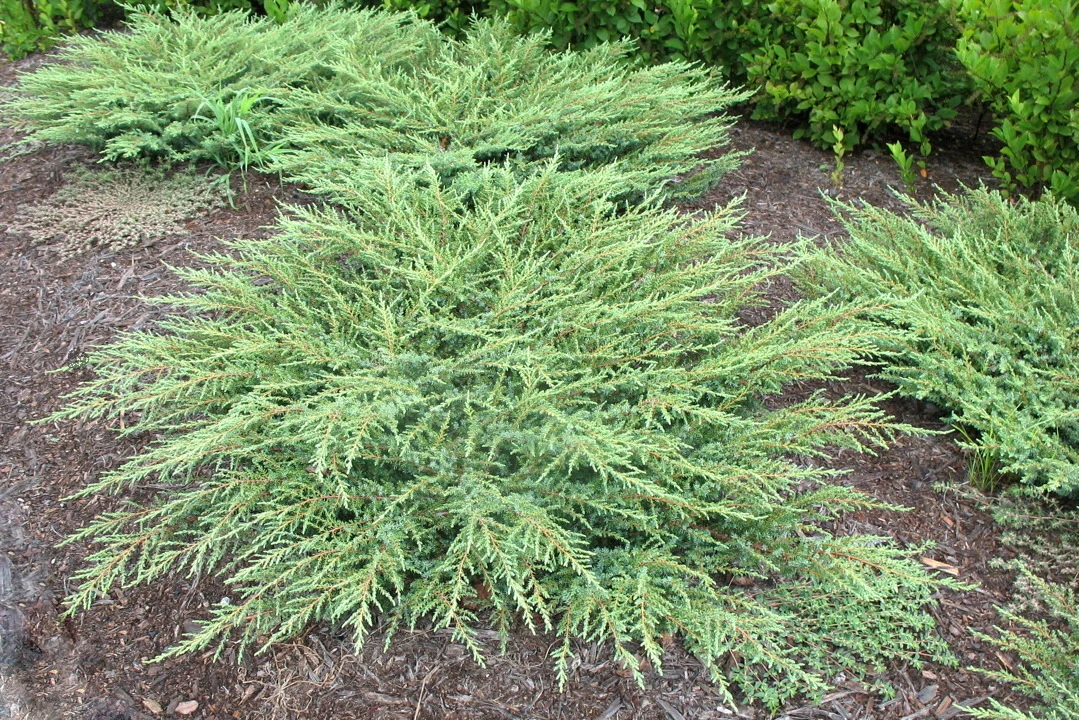 Juniperus communis 'Green Carpet' (Jałowiec pospolity 'Green Carpet')