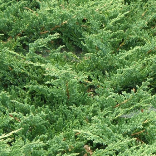 Juniperus communis 'Green Carpet' (Jałowiec pospolity 'Green Carpet')