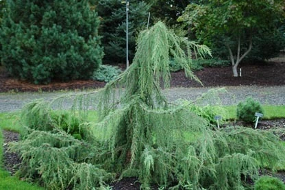 Juniperus communis 'Horstmann' (Jałowiec pospolity 'Horstmann')